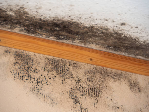 Best Post-Remediation Verification Testing  in South San Francisco, CA